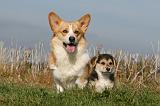 CORGI PEMBROKE 987